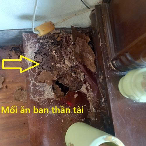 mối ăn bàn thần tài
